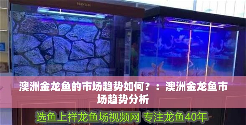 澳洲金龍魚的市場趨勢如何？：澳洲金龍魚市場趨勢分析