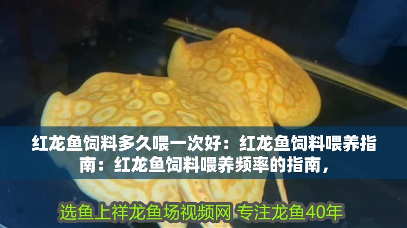 紅龍魚飼料多久喂一次好：紅龍魚飼料喂養指南：紅龍魚飼料喂養頻率的指南，