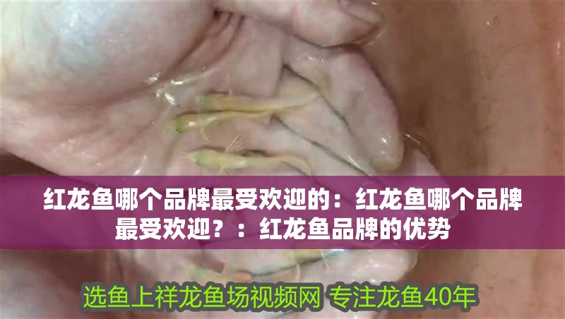 紅龍魚哪個品牌最受歡迎的：紅龍魚哪個品牌最受歡迎？：紅龍魚品牌的優(yōu)勢