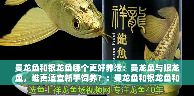 曼龍魚(yú)和銀龍魚(yú)哪個(gè)更好養(yǎng)活：曼龍魚(yú)與銀龍魚(yú)，誰(shuí)更適宜新手飼養(yǎng)？：曼龍魚(yú)和銀龍魚(yú)和銀龍魚(yú)哪個(gè)更好養(yǎng)