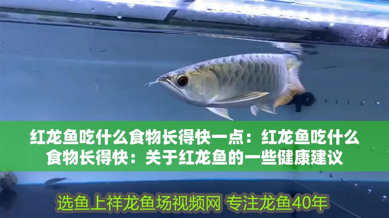 紅龍魚吃什么食物長得快一點：紅龍魚吃什么食物長得快：關于紅龍魚的一些健康建議