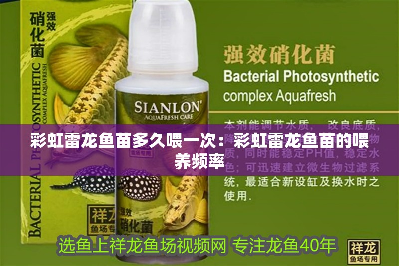 彩虹雷龍魚苗多久喂一次：彩虹雷龍魚苗的喂養頻率