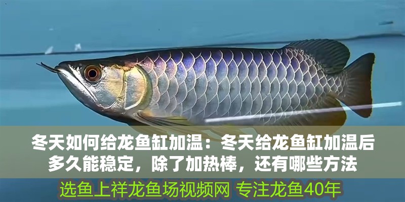 冬天如何給龍魚缸加溫：冬天給龍魚缸加溫后多久能穩定，除了加熱棒，還有哪些方法