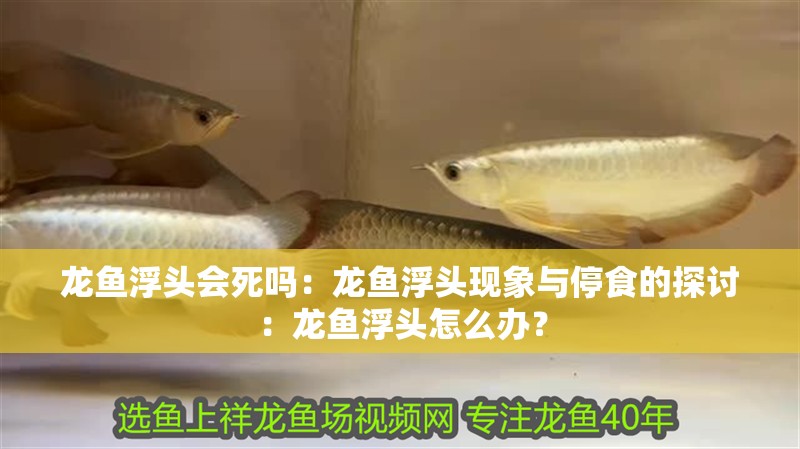 龍魚浮頭會(huì)死嗎：龍魚浮頭現(xiàn)象與停食的探討：龍魚浮頭怎么辦？