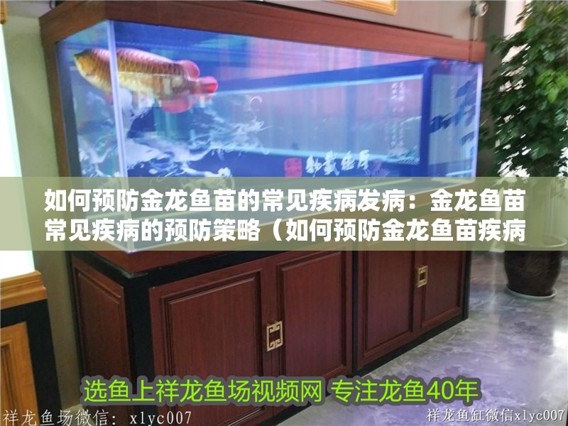 如何預防金龍魚苗的常見疾病發病：金龍魚苗常見疾病的預防策略（如何預防金龍魚苗疾病）