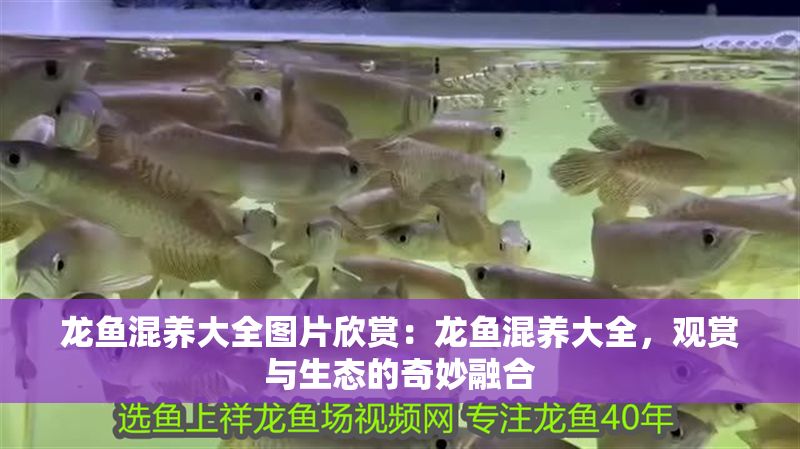 龍魚混養(yǎng)大全圖片欣賞：龍魚混養(yǎng)大全，觀賞與生態(tài)的奇妙融合