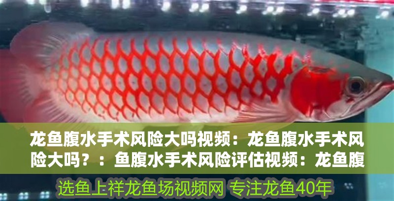 龍魚腹水手術風險大嗎視頻：龍魚腹水手術風險大嗎？：魚腹水手術風險評估視頻：龍魚腹水手術的風險究竟有多大