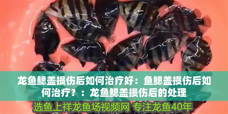 龍魚鰓蓋損傷后如何治療好：魚鰓蓋損傷后如何治療？：龍魚鰓蓋損傷后的處理