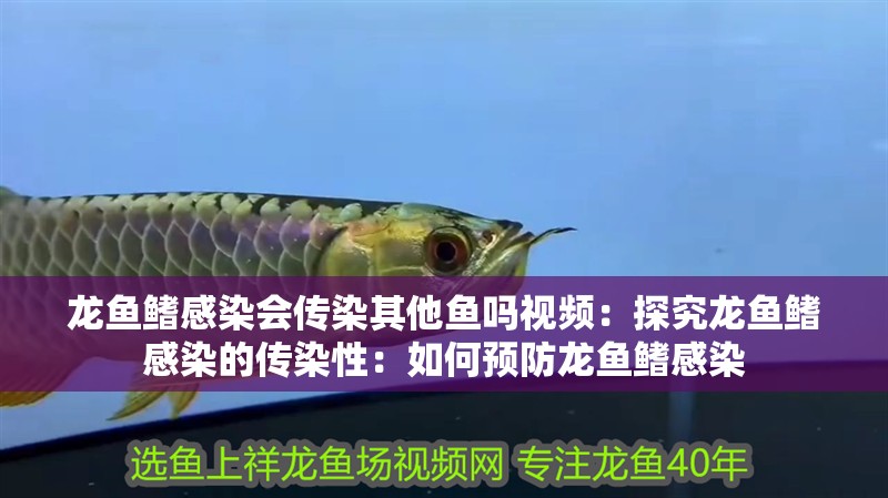龍魚鰭感染會傳染其他魚嗎視頻：探究龍魚鰭感染的傳染性：如何預防龍魚鰭感染