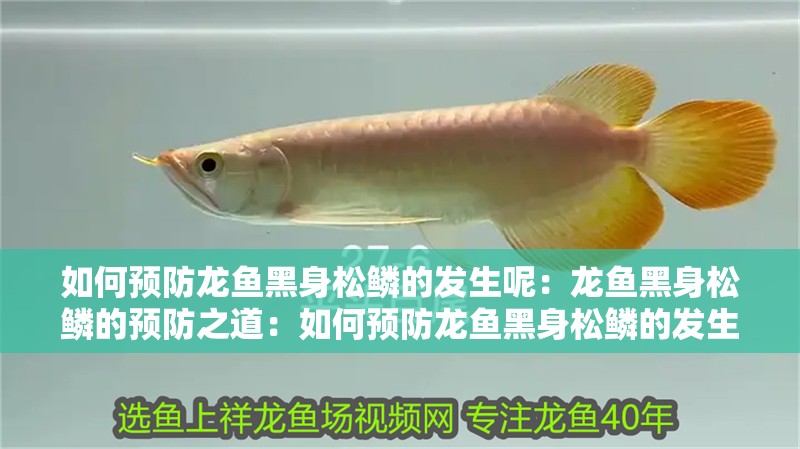 如何預(yù)防龍魚黑身松鱗的發(fā)生呢：龍魚黑身松鱗的預(yù)防之道：如何預(yù)防龍魚黑身松鱗的發(fā)生