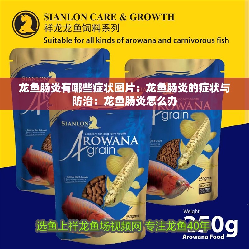 龍魚腸炎有哪些癥狀圖片：龍魚腸炎的癥狀與防治：龍魚腸炎怎么辦