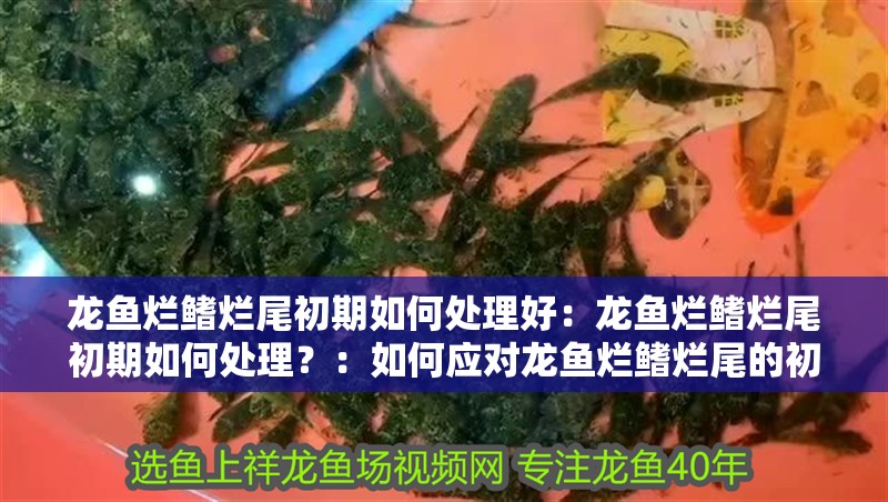 龍魚爛鰭爛尾初期如何處理好：龍魚爛鰭爛尾初期如何處理？：如何應(yīng)對(duì)龍魚爛鰭爛尾的初期癥狀