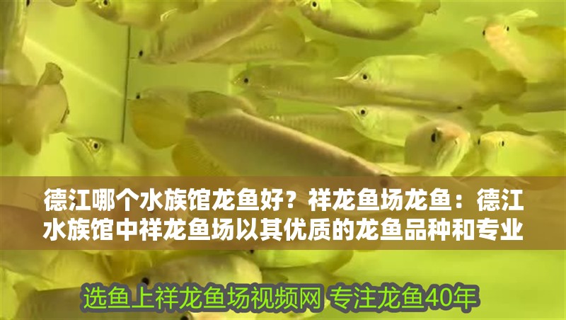 <strong><mark>德江</mark></strong>哪個(gè)水族館龍魚好？祥龍魚場龍魚：<strong><mark>德江</mark></strong>水族館中祥龍魚場以其優(yōu)質(zhì)的龍魚品種和專業(yè)的養(yǎng)殖技術(shù)