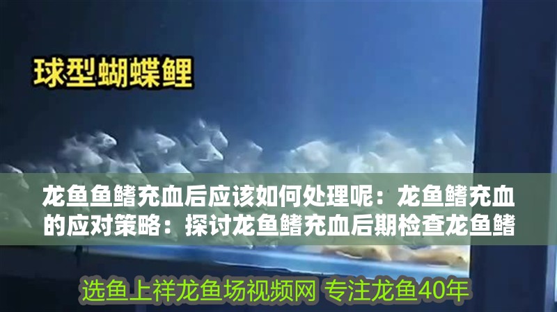 龍魚魚鰭充血后應(yīng)該如何處理呢：龍魚鰭充血的應(yīng)對策略：探討龍魚鰭充血后期檢查龍魚鰭充血后的應(yīng)對策略，獸醫(yī)建議