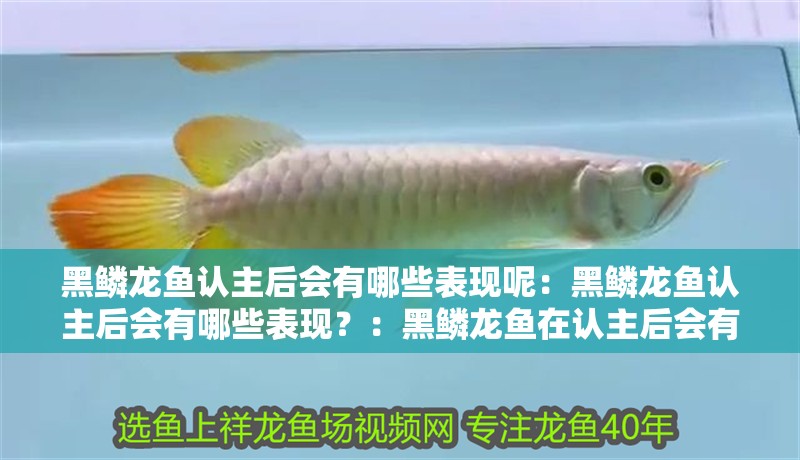 黑鱗龍魚(yú)認(rèn)主后會(huì)有哪些表現(xiàn)呢：黑鱗龍魚(yú)認(rèn)主后會(huì)有哪些表現(xiàn)？：黑鱗龍魚(yú)在認(rèn)主后會(huì)有哪些表現(xiàn)？