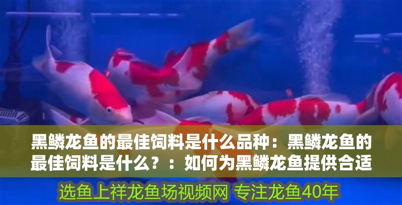 黑鱗龍魚的最佳飼料是什么品種：黑鱗龍魚的最佳飼料是什么？：如何為黑鱗龍魚提供合適的飼料