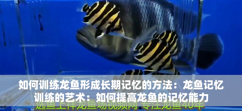 如何訓練龍魚形成長期記憶的方法：龍魚記憶訓練的藝術：如何提高龍魚的記憶能力
