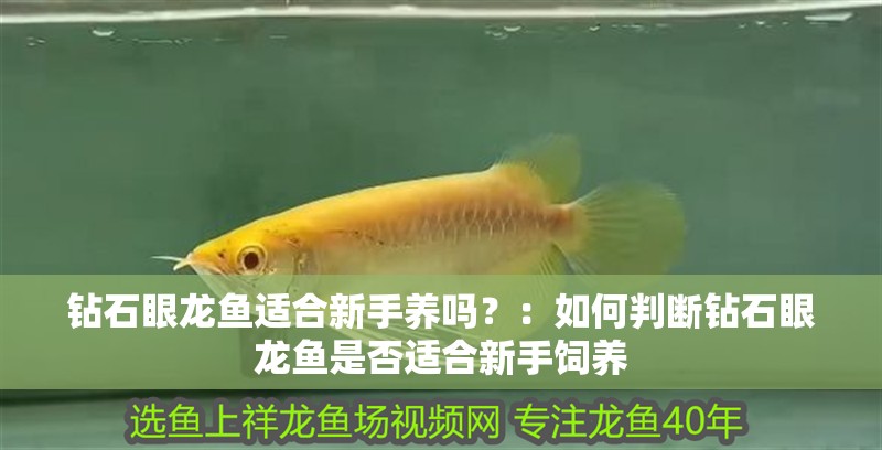 鉆石眼龍魚適合新手養嗎？：如何判斷鉆石眼龍魚是否適合新手飼養