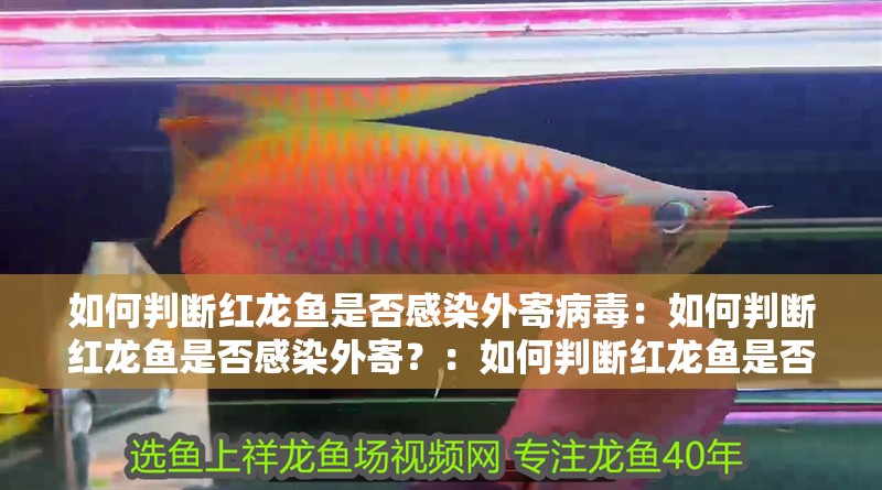 如何判斷紅龍魚是否感染外寄病毒：如何判斷紅龍魚是否感染外寄？：如何判斷紅龍魚是否感染外寄 如何判斷紅龍魚是否感染外寄病毒：如何判斷紅龍魚是否感染外寄？：如何判斷紅龍魚是否感染外寄 水族問答