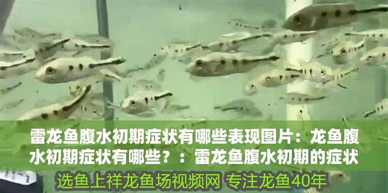 雷龍魚腹水初期癥狀有哪些表現圖片：龍魚腹水初期癥狀有哪些？：雷龍魚腹水初期的癥狀