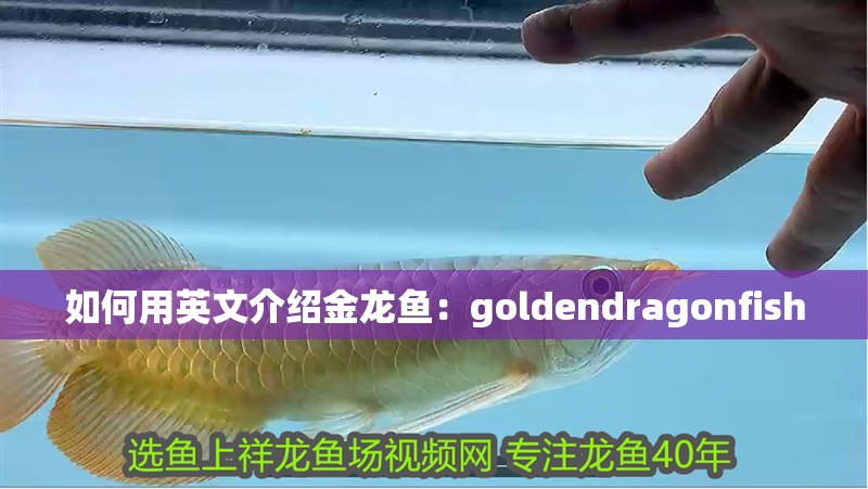 如何用英文介紹金龍魚：goldendragonfish