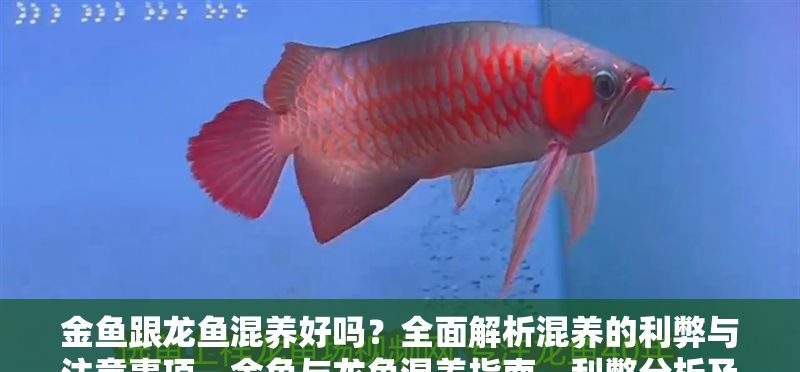 金魚(yú)跟龍魚(yú)混養(yǎng)好嗎？全面解析混養(yǎng)的利弊與注意事項(xiàng)，金魚(yú)與龍魚(yú)混養(yǎng)指南，利弊分析及注意事項(xiàng)全解析