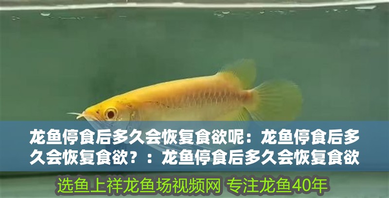 龍魚停食后多久會恢復(fù)食欲呢：龍魚停食后多久會恢復(fù)食欲？：龍魚停食后多久會恢復(fù)食欲 龍魚停食后多久會恢復(fù)食欲呢：龍魚停食后多久會恢復(fù)食欲？：龍魚停食后多久會恢復(fù)食欲 水族問答