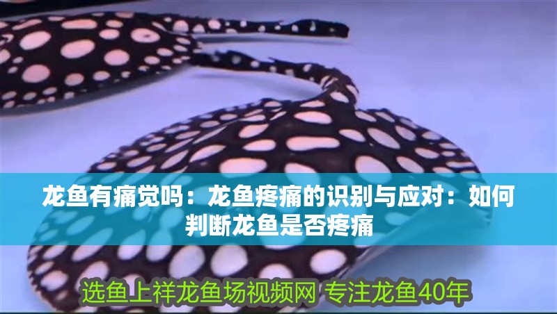 龍魚有痛覺嗎：龍魚疼痛的識別與應對：如何判斷龍魚是否疼痛