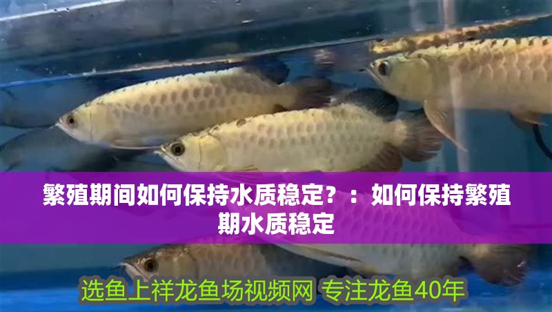 印度尼西亞紅龍魚價格 繁殖期間如何保持水質(zhì)穩(wěn)定?:如何保持繁殖期水質(zhì)穩(wěn)定 龍魚百科 繁殖期間如何保持水質(zhì)穩(wěn)定?:如何保持繁殖期水質(zhì)穩(wěn)定 繁殖期間如何保持水質(zhì)穩(wěn)定?:如何保持繁殖期水質(zhì)穩(wěn)定 龍魚百科