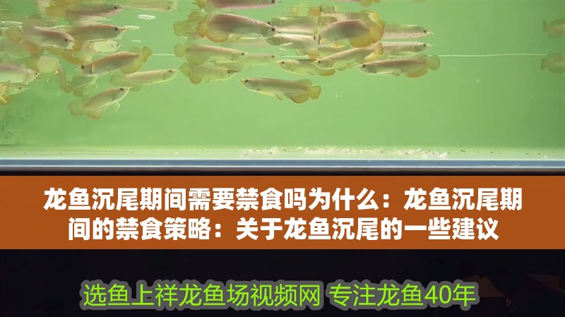 龍魚沉尾期間需要禁食嗎為什么：龍魚沉尾期間的禁食策略：關(guān)于龍魚沉尾的一些建議