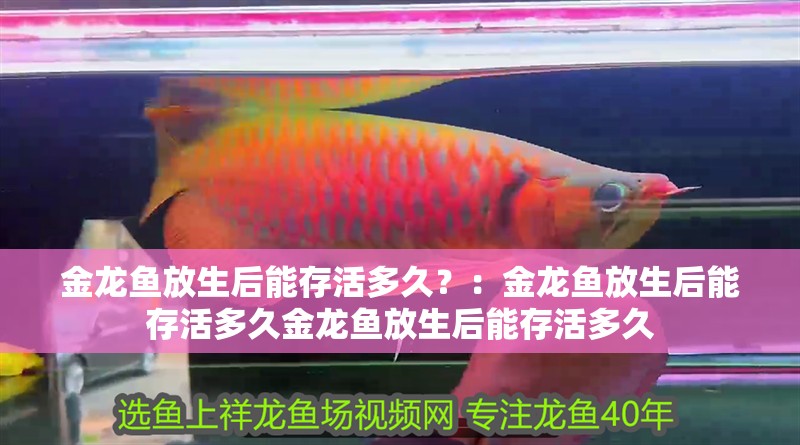 金龍魚放生后能存活多久？：金龍魚放生后能存活多久金龍魚放生后能存活多久