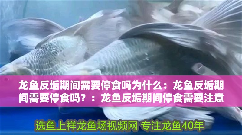 龍魚反垢期間需要停食嗎為什么：龍魚反垢期間需要停食嗎？：龍魚反垢期間停食需要注意什么是反垢期間的喂食策略