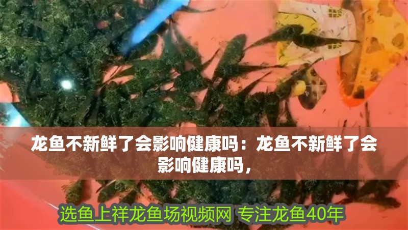 龍魚不新鮮了會影響健康嗎：龍魚不新鮮了會影響健康嗎，