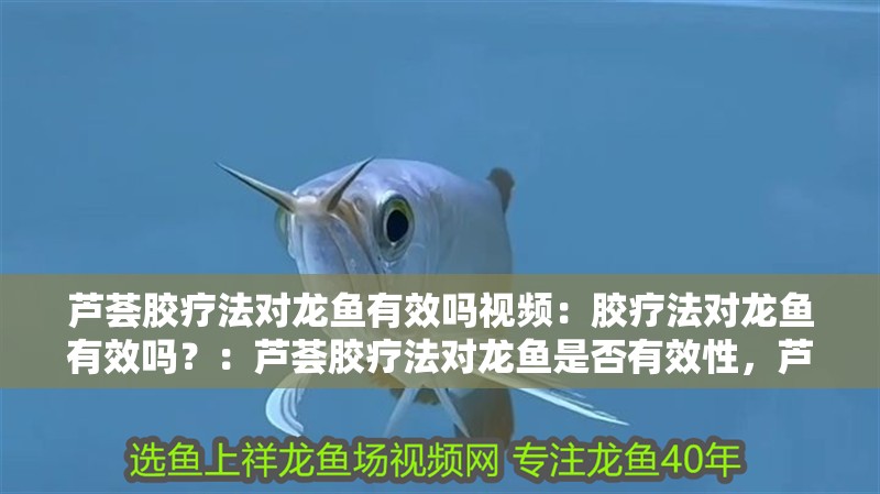 蘆薈膠療法對龍魚有效嗎視頻：膠療法對龍魚有效嗎？：蘆薈膠療法對龍魚是否有效性，蘆薈膠療法對龍魚有效性