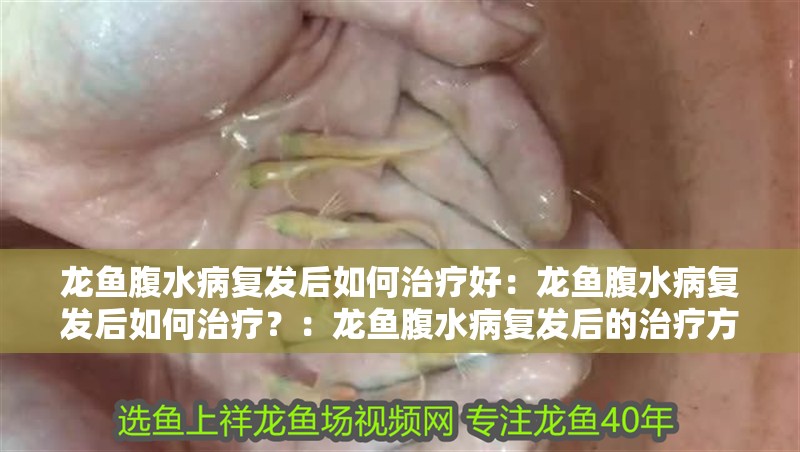 龍魚腹水病復發后如何治療好：龍魚腹水病復發后如何治療？：龍魚腹水病復發后的治療方案