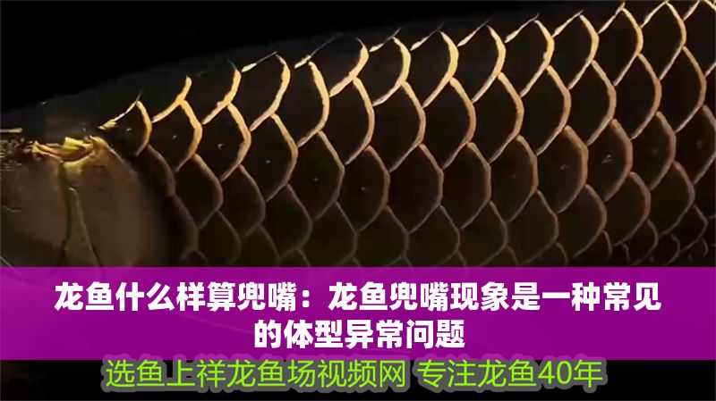 龍魚什么樣算兜嘴：龍魚兜嘴現象是一種常見的體型異常問題