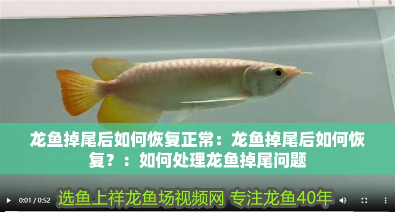 龍魚掉尾后如何恢復正常：龍魚掉尾后如何恢復？：如何處理龍魚掉尾問題
