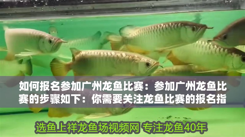 如何報名參加廣州龍魚比賽：參加廣州龍魚比賽的步驟如下：你需要關注龍魚比賽的報名指南