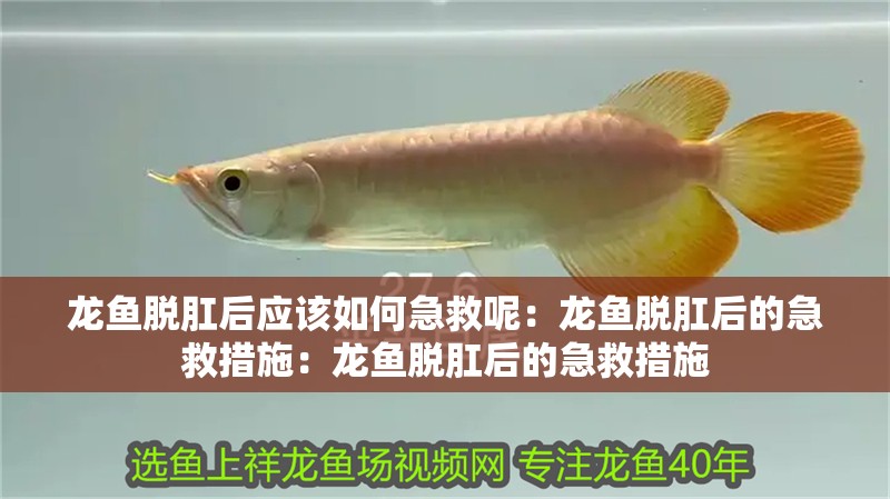 龍魚(yú)脫肛后應(yīng)該如何急救呢：龍魚(yú)脫肛后的急救措施：龍魚(yú)脫肛后的急救措施