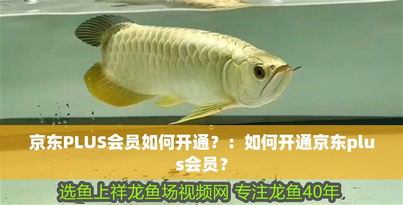 魚缸用增氧泵價格是多少:魚缸增氧機-xtrac增氧機-xtrac增氧機 京東PLUS會員如何開通?:如何開通京東plus會員? 龍魚百科 京東PLUS會員如何開通?:如何開通京東plus會員? 京東PLUS會員如何開通?:如何開通京東plus會員? 龍魚百科