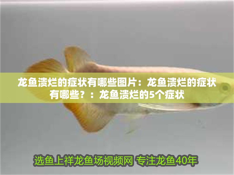 龍魚潰爛的癥狀有哪些圖片：龍魚潰爛的癥狀有哪些？：龍魚潰爛的5個癥狀