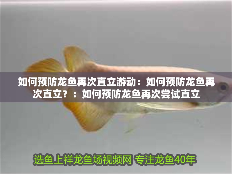 如何預防龍魚再次直立游動：如何預防龍魚再次直立？：如何預防龍魚再次嘗試直立