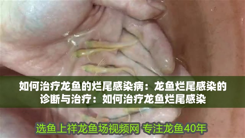 如何治療龍魚的爛尾感染病：龍魚爛尾感染的診斷與治療：如何治療龍魚爛尾感染