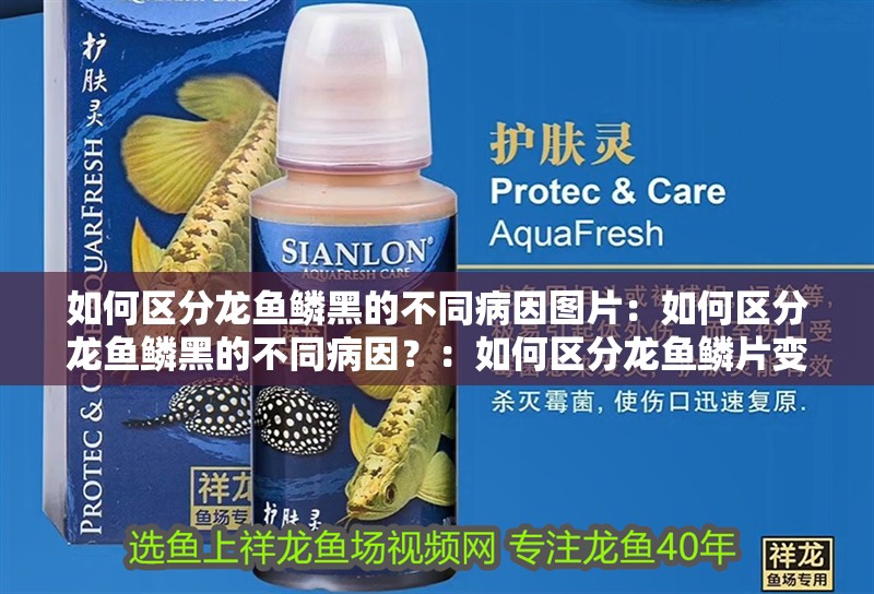 如何區(qū)分龍魚鱗黑的不同病因圖片：如何區(qū)分龍魚鱗黑的不同病因？：如何區(qū)分龍魚鱗片變黑的不同病因