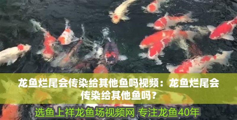 龍魚爛尾會傳染給其他魚嗎視頻：龍魚爛尾會傳染給其他魚嗎？
