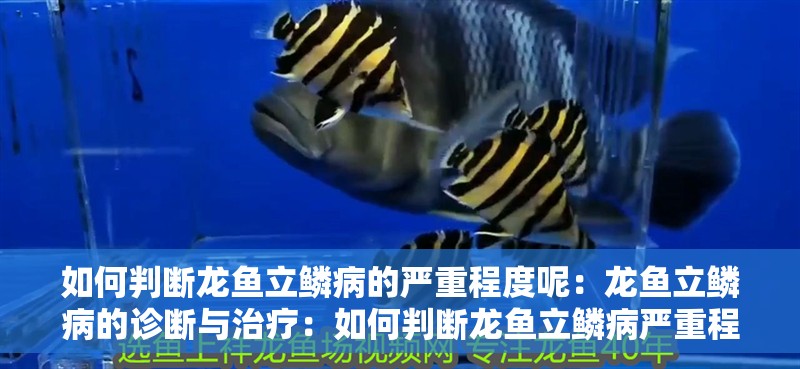 如何判斷龍魚立鱗病的嚴(yán)重程度呢：龍魚立鱗病的診斷與治療：如何判斷龍魚立鱗病嚴(yán)重程度