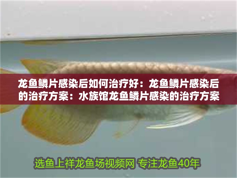 龍魚鱗片感染后如何治療好：龍魚鱗片感染后的治療方案：水族館龍魚鱗片感染的治療方案