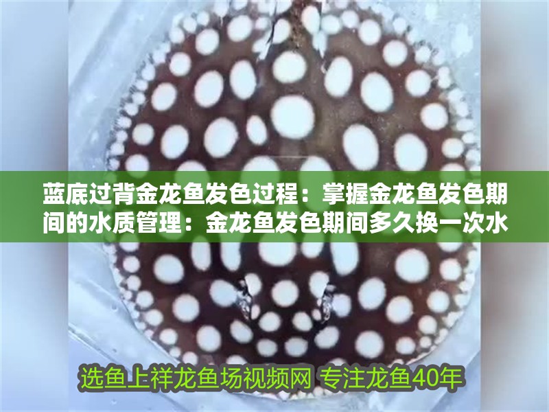 藍(lán)底過(guò)背金龍魚(yú)發(fā)色過(guò)程：掌握金龍魚(yú)發(fā)色期間的水質(zhì)管理：金龍魚(yú)發(fā)色期間多久換一次水