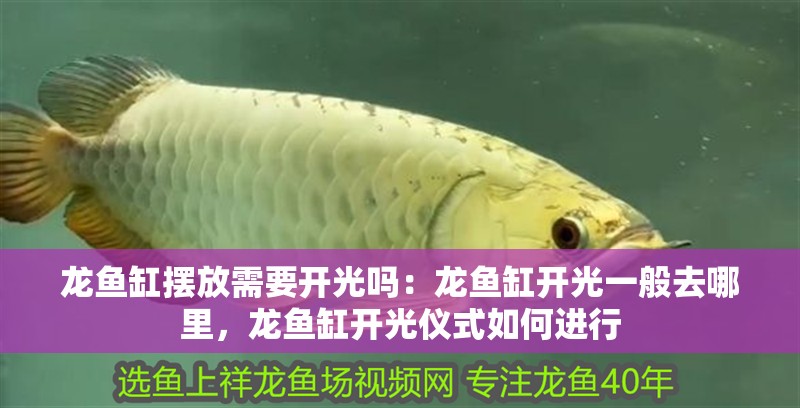 龍魚缸擺放需要開光嗎：龍魚缸開光一般去哪里，龍魚缸開光儀式如何進行