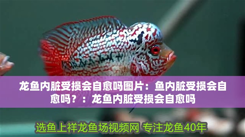 龍魚內臟受損會自愈嗎圖片：魚內臟受損會自愈嗎？：龍魚內臟受損會自愈嗎